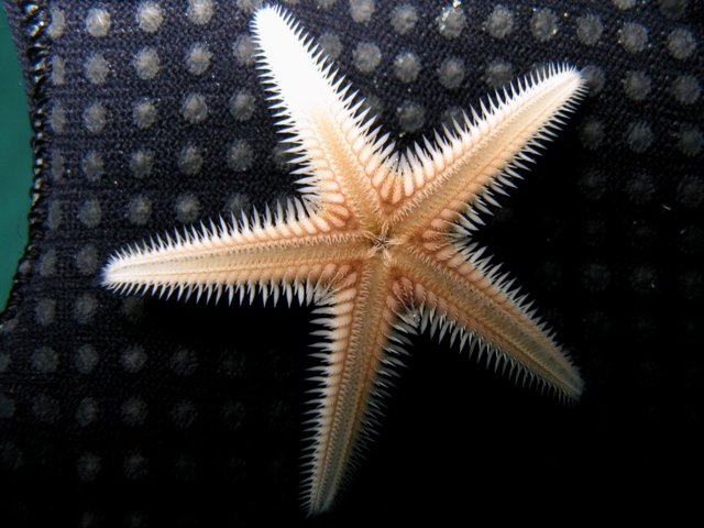 Astropecten bispinosus (Otto, 1823)